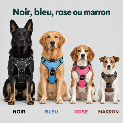 Quatre chiens portant le harnais en noir, bleu, rose et marron