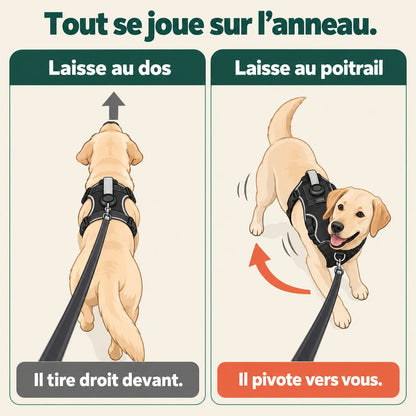 Schéma : laisse au dos, le chien tire droit devant ; laisse au poitrail, il pivote vers vous
